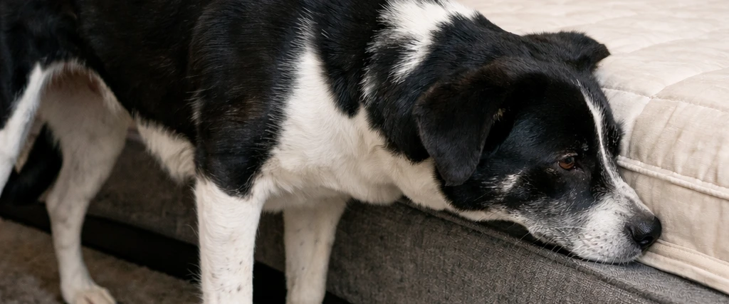 #obligation de dératisation désinsectisation #loi traitement des nuisibles #dératisation chambéry #dératiseur chambéry #dératisation Aix Les Bains #dératisatiseur Aix Les Bains