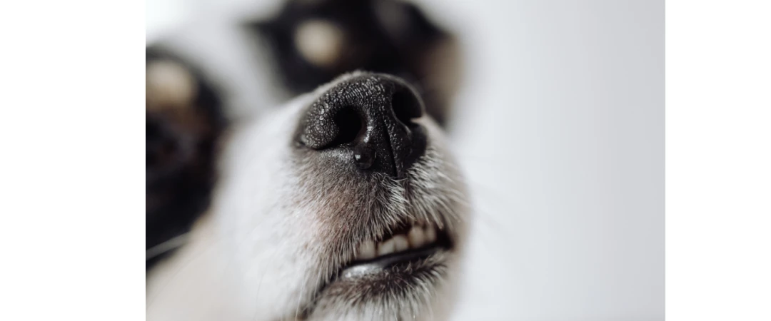 #détection chien punaises de lit chambéry #détection chien punaises de lit Aix Les Bains #diag nuisible habitat #détection canine punaise de lit chambéry #détection canine punaise de lit aix les bains