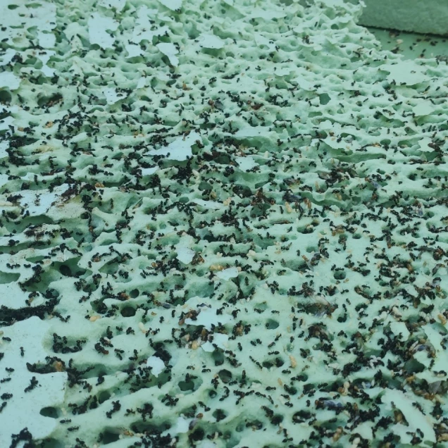 #entreprisetraitementantifourmichambery #désinsectiseur de fourmis savoie #désinsectiseur fourmis Aix Les Bains #désinfestateur chambéry #désinfestateur Aix Les Bains