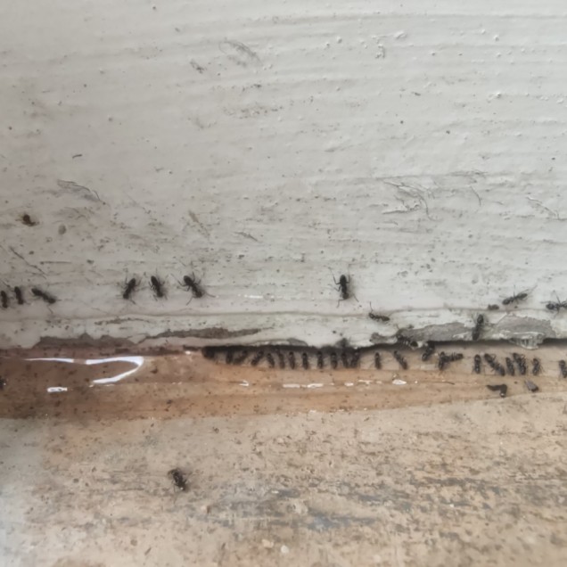 #invasion fourmis savoie #invasion fourmis chambéry #invasion fourmis Aix Les Bains #invasion de nuisible chambéry