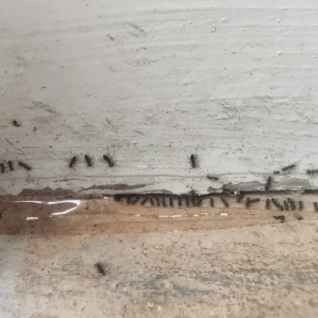 #invasion fourmis savoie #invasion fourmis chambéry #invasion fourmis Aix Les Bains #invasion de nuisible chambéry