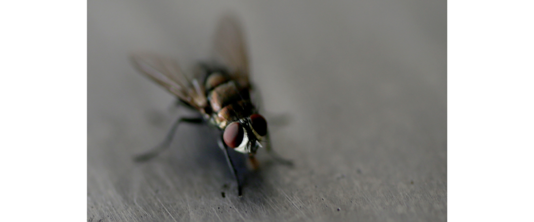 #se débarrasser des mouches #exterminateur de mouches à côté de chez moi #exterminaton mouches en Savoie #tue-mouche Chambery #Tue-mouche Aix Les Bains