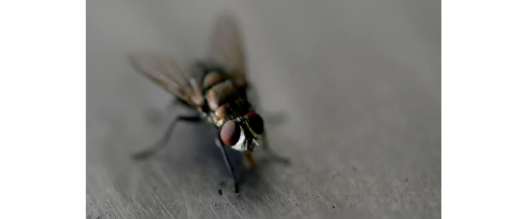 #se débarrasser des mouches #exterminateur de mouches à côté de chez moi #exterminaton mouches Chambéry 73000 #tue-mouche Chambery #Tue-mouche Aix Les Bains