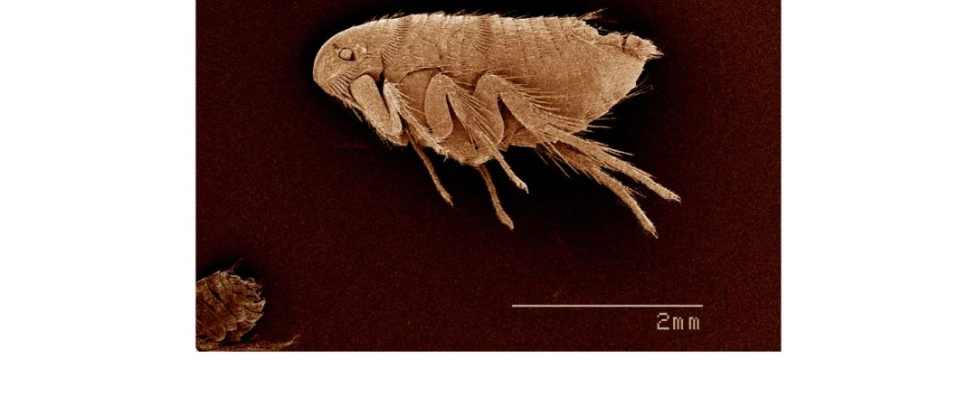 #entreprise anti-puce Chambéry #entreprise anti-puce Aix Les Bains #société anti-puce Chambéry #société anti-puce Aix Les Bains