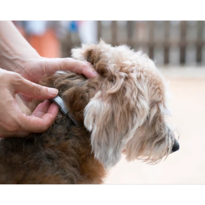 #traitement des puces de parquet à Chambéry # #traitement des puces de parquet à Aix Les Bains