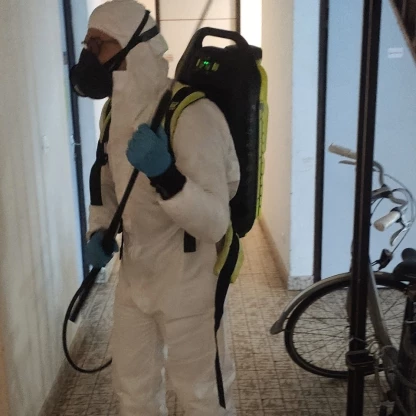 désinfection puces de chat