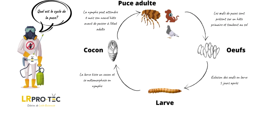#désinfection puces à Chambéry  #désinfection puces à Aix Les Bains #désinfection puces en Savoie #désinfection puces 73 #désinsectisation puces prix